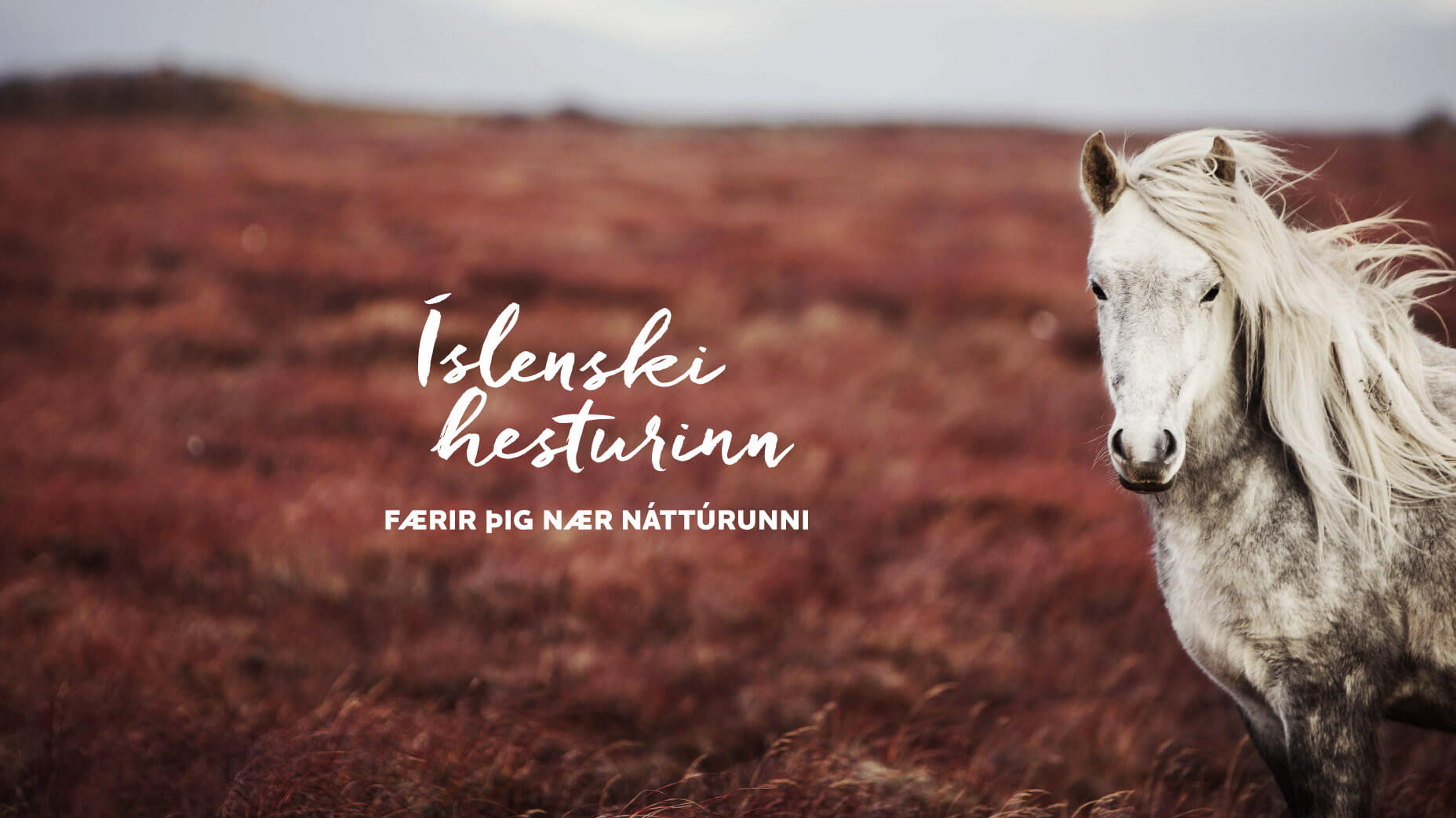 Grár hestur í haustlitum.
