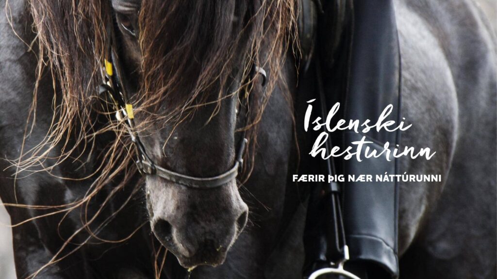 Nærmynd af blautum, svörtum hesti